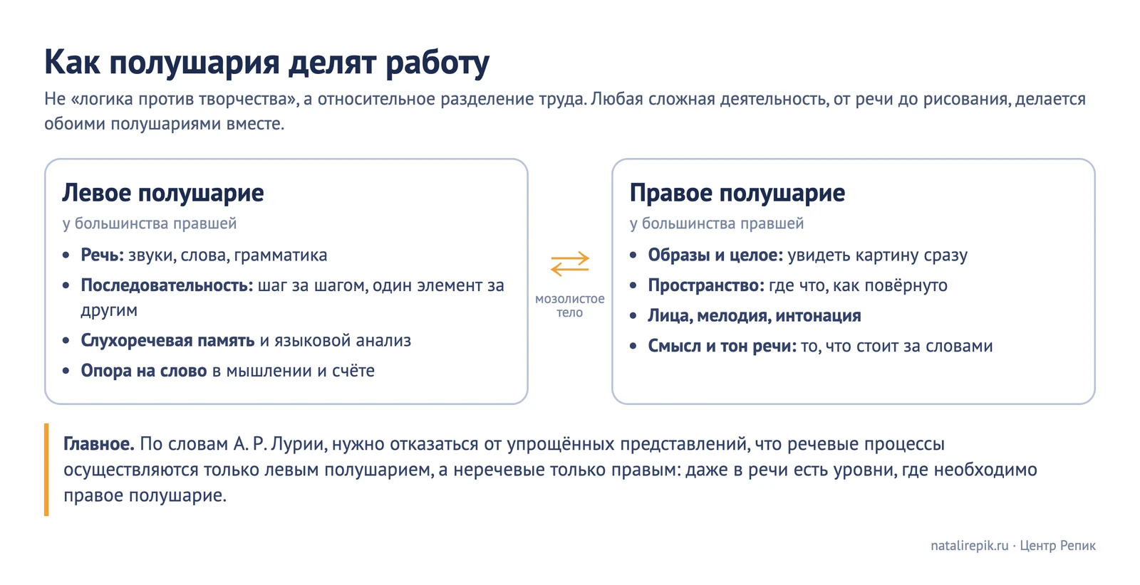 Схема «Как полушария делят работу»: левое (речь, последовательность, слухоречевая память) и правое (образы и целое, пространство, лица, мелодия и интонация, смысл и тон речи) соединены мозолистым телом