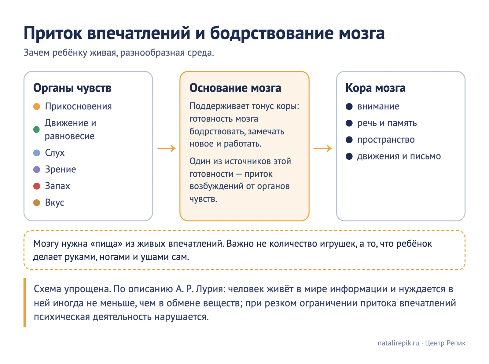 Схема «Приток впечатлений и бодрствование мозга»: органы чувств (прикосновения, движение, слух, зрение, запах, вкус) дают приток возбуждений, он поддерживает готовность мозга бодрствовать и работать, на этом строятся внимание, речь, пространство и движение